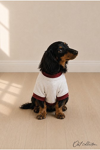 BASIC VARSITY SWEATSHIRT BASIC PET SWEATSHIRT 